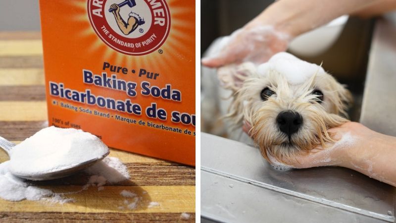 Dùng bằng baking soda để tắm chó