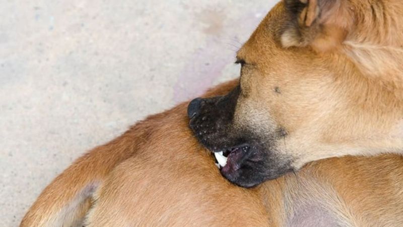 Chó bị ngứa khi nhiễm ký sinh trùng