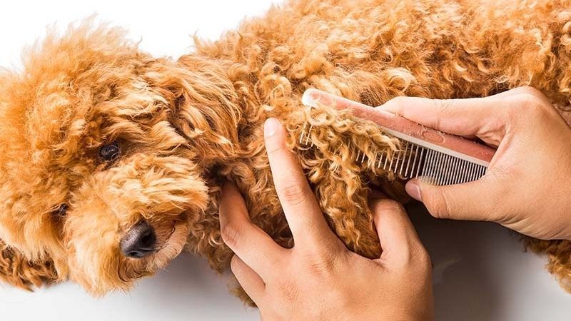 Cách điều trị khi chó bị rụng lông