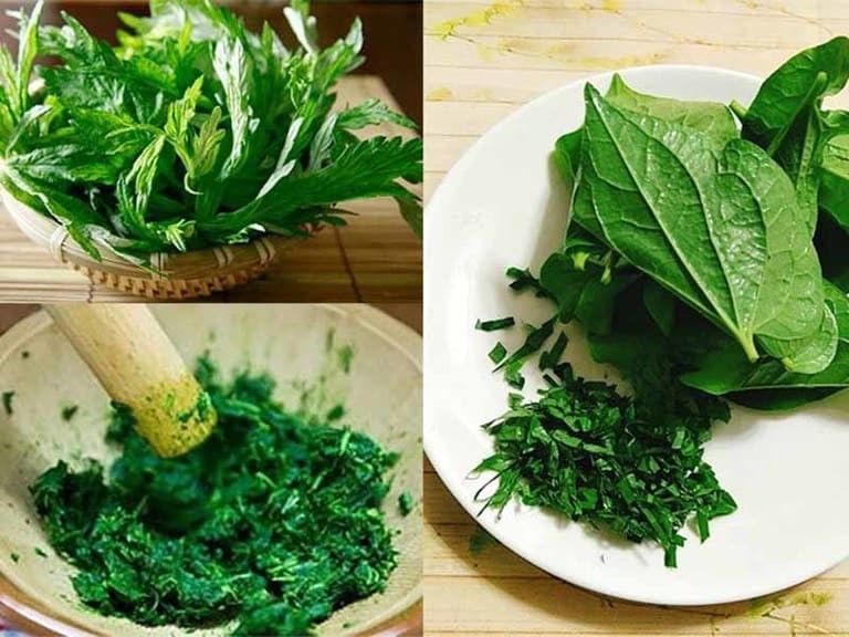 Bài thuốc từ cây lá lốt