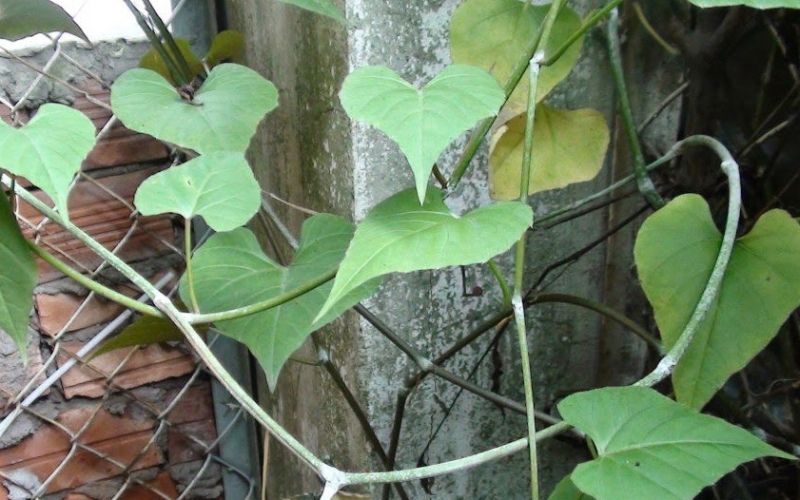  Bài thuốc từ cây chìa vôi