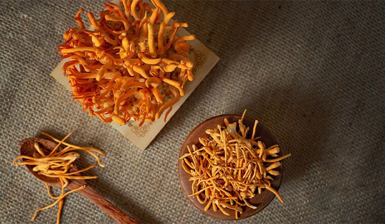 Khám phá 6 loại cây dược liệu mang lại nhiều lợi ích cho sức khỏe con người