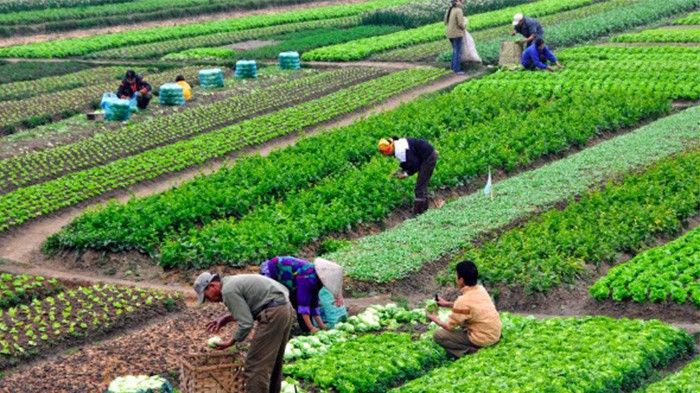 Các hành động hưởng ứng lối sống xanh bền vững tại Việt Nam 