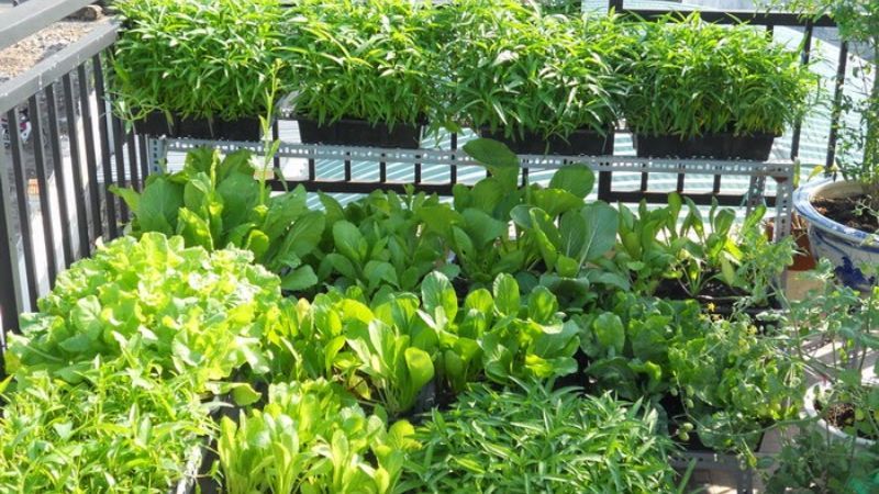 Dùng đậu hũ để bón cho rau