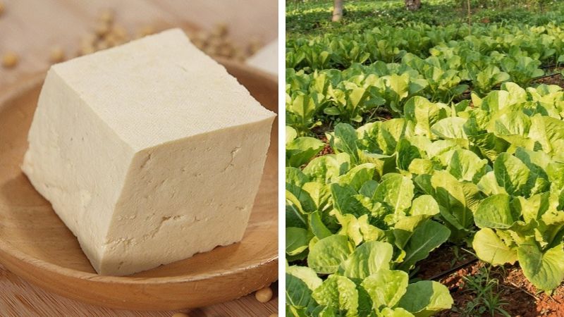 Tác dụng của đậu hũ với cây trồng