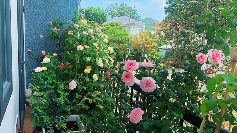 Dùng đậu hũ để bón phân cho hoa hồng