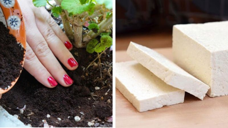 Lưu ý khi dùng đậu hũ làm phân bón