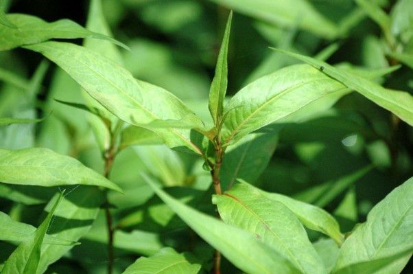 6 loại rau thơm giúp tăng cường sức khỏe nếu bạn ăn thường xuyên