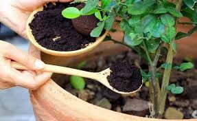 Các cách tái chế bã cà phê vô cùng hữu ích