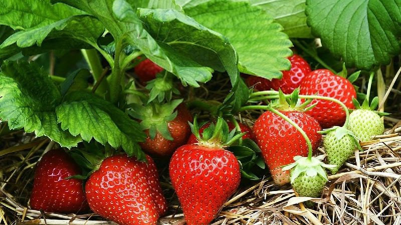 Bật mí 6 loại trái cây giàu vitamin C hơn cả cam