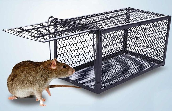 chuột 