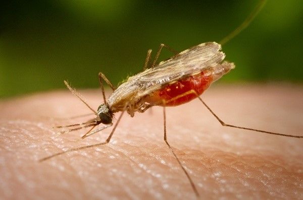 Người bệnh sốt rét: Chăm sóc và dinh dưỡng như thế nào? 