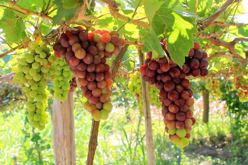  nho được xem là một loại quả lý tưởng trong việc phòng ngừa và hỗ trợ điều trị các bệnh về tim mạch nếu sử dụng đều đặn và hợp lý.