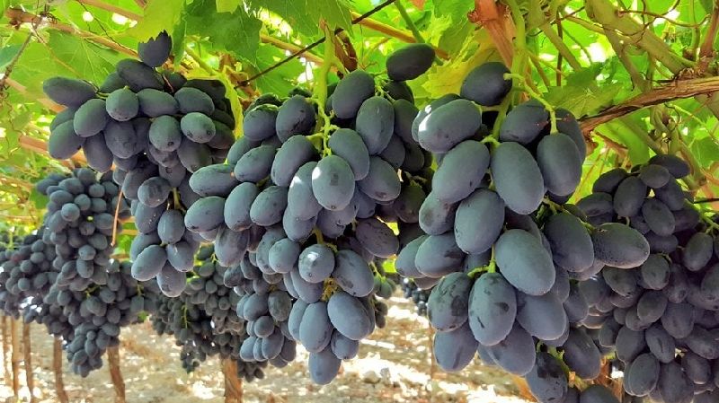 một khoáng chất có nhiều trong nho – cũng góp phần duy trì huyết áp ổn định, nhất là ở những người có nguy cơ cao về bệnh tim mạch hoặc cao huyết áp.