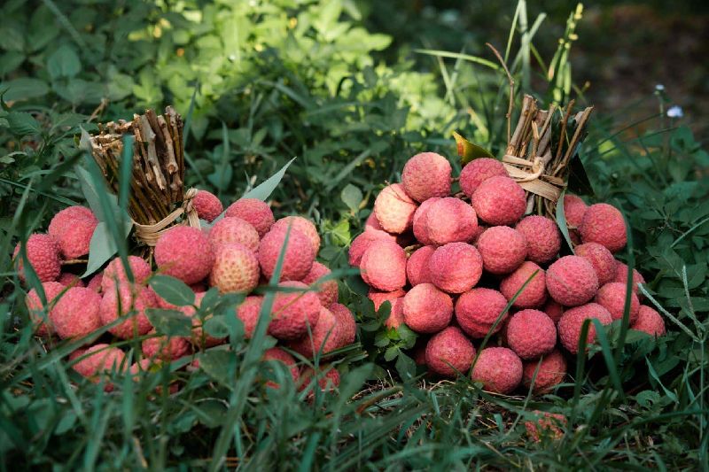 mùa vải, nhãn – nguyên nhân đến từ việc ăn liên tục với số lượng lớn. Đặc biệt, người có cơ địa nóng trong hoặc dễ bị dị ứng với các loại thực phẩm có đường cao càng cần cẩn trọng.